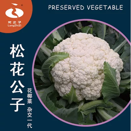 松花公子80天 松花菜