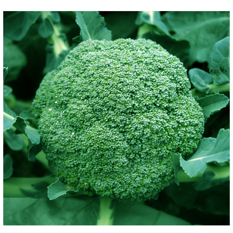 寒蘭-024 486-4H 日光×薄桃花（大輪更紗無点×西雄） 苗