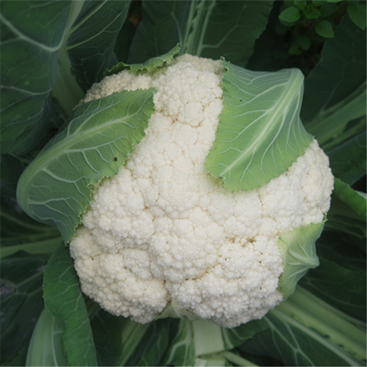 台系60 松花菜 - 厦门龙之子农业科技有限公司